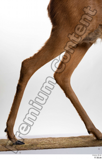 Deer Doe 2 leg 0001.jpg